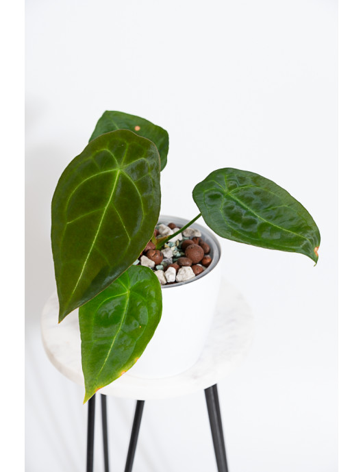 Anthurium forgetii DF
