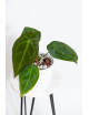 Anthurium forgetii DF