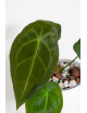 Anthurium forgetii DF