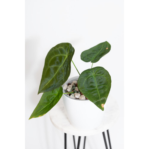 Anthurium forgetii DF