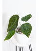 Anthurium forgetii DF