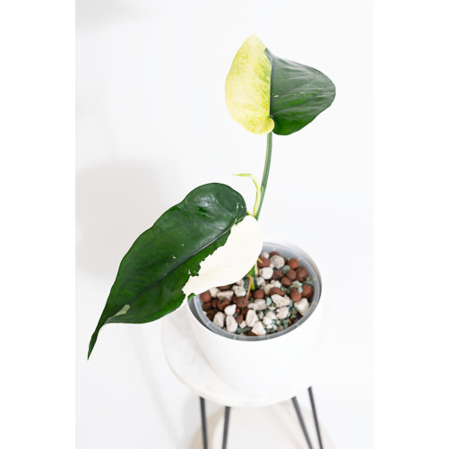 Syngonium chiapense variegata