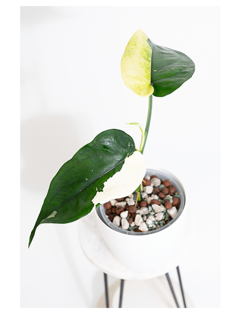 Syngonium chiapense variegata