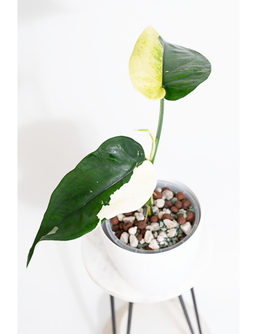 Syngonium chiapense variegata