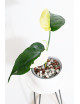 Syngonium chiapense variegata