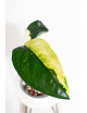 Syngonium chiapense variegata