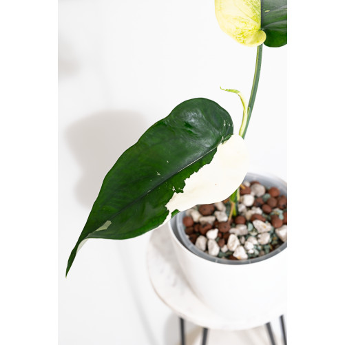 Syngonium chiapense variegata