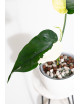 Syngonium chiapense variegata