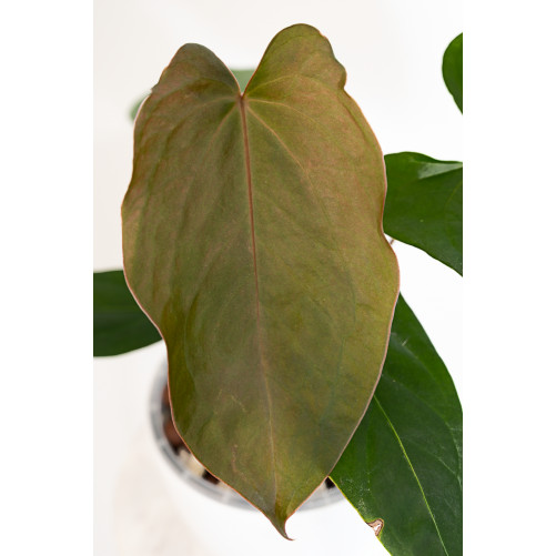 Anthurium nigrolaminum Gigi...