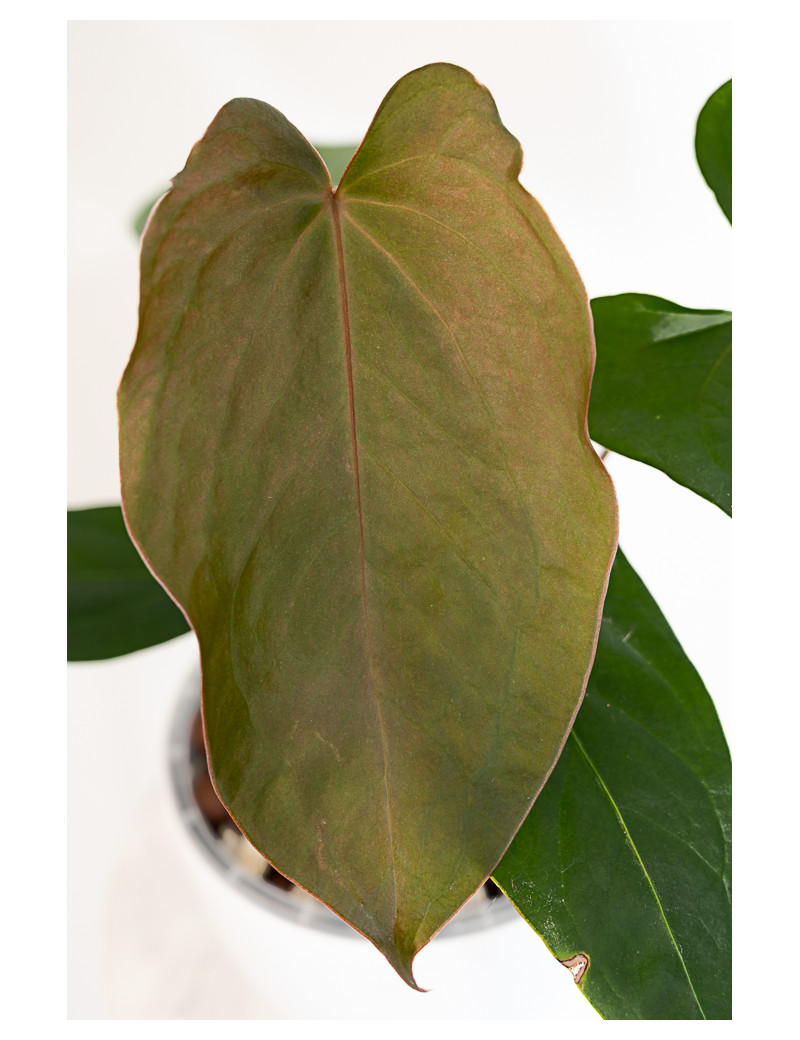 Anthurium nigrolaminum Gigi x papillilaminum