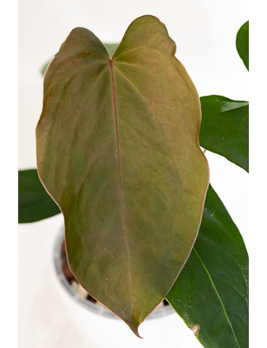Anthurium nigrolaminum Gigi x papillilaminum