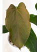 Anthurium nigrolaminum Gigi x papillilaminum