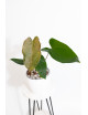 Anthurium nigrolaminum Gigi x papillilaminum