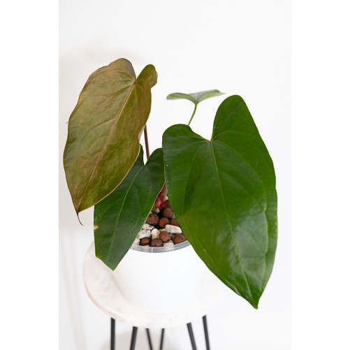 Anthurium nigrolaminum Gigi x papillilaminum