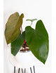 Anthurium nigrolaminum Gigi x papillilaminum