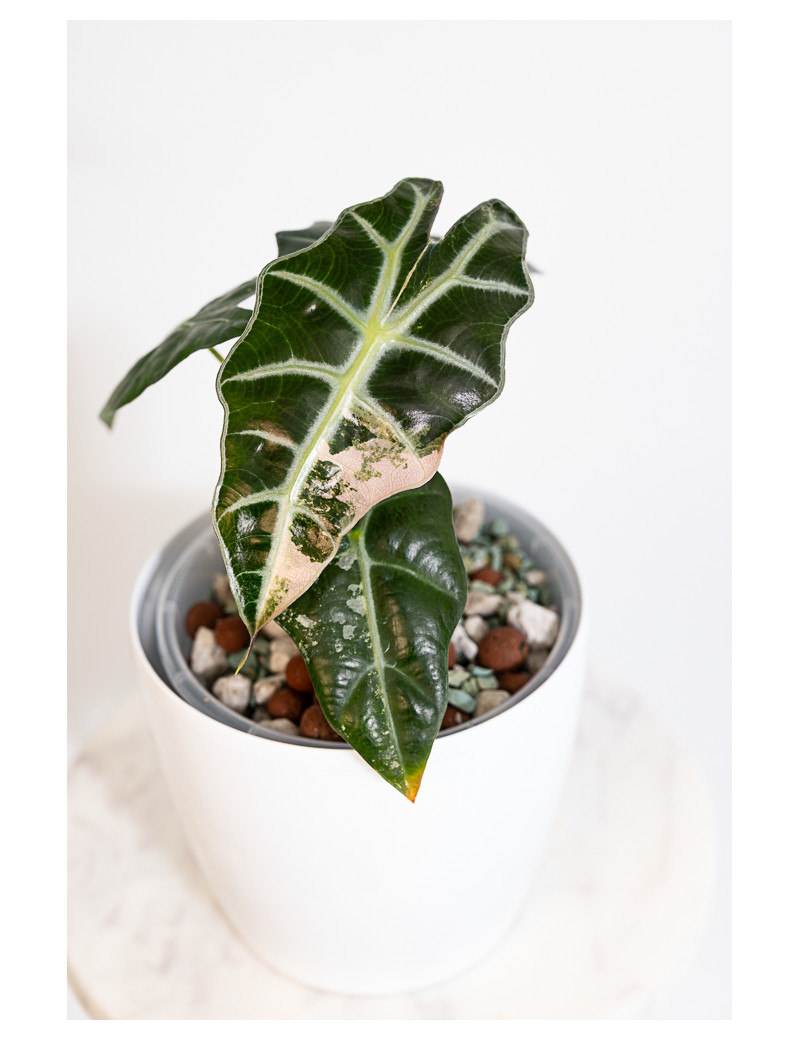 Alokazja polly variegata