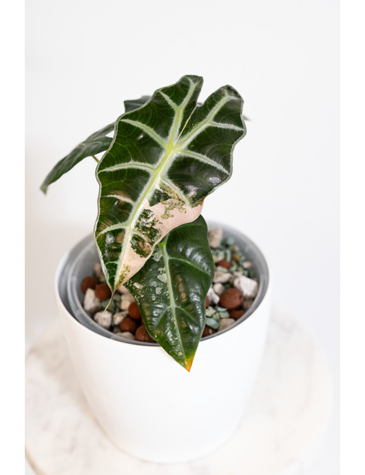 Alokazja polly variegata