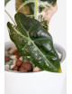 Alokazja polly variegata