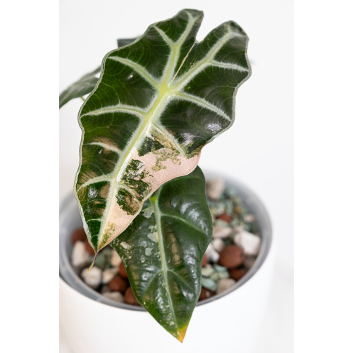 Alokazja polly variegata