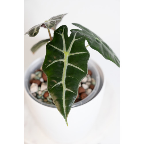 Alokazja polly variegata