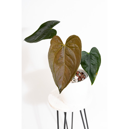 Anthurium queen of hearts