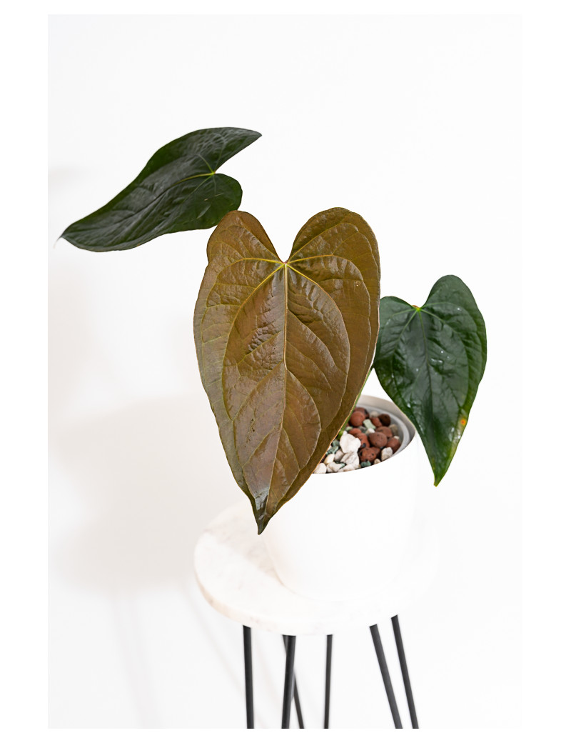 Anthurium queen of hearts