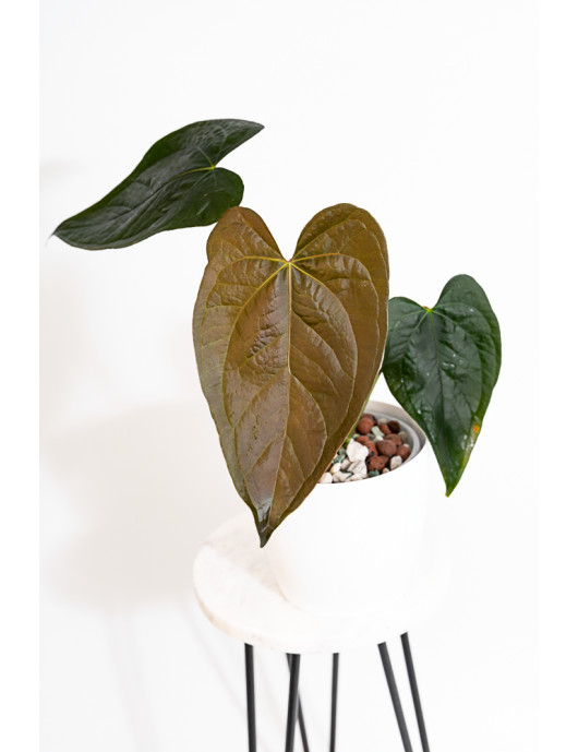 Anthurium queen of hearts