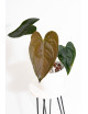 Anthurium queen of hearts
