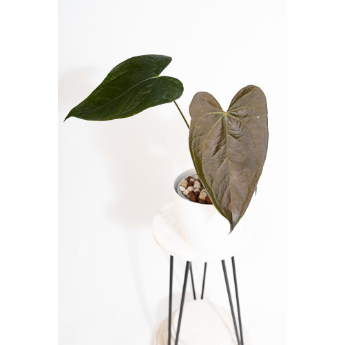 Anthurium queen of hearts