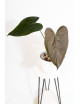 Anthurium queen of hearts