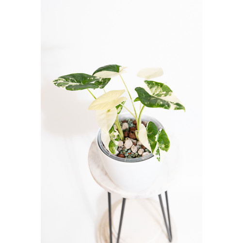 Alokazja macrorrhiza variegata