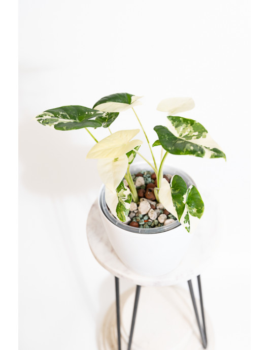 Alokazja macrorrhiza variegata