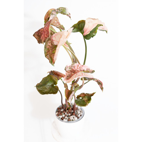 Syngonium strawberry ice...