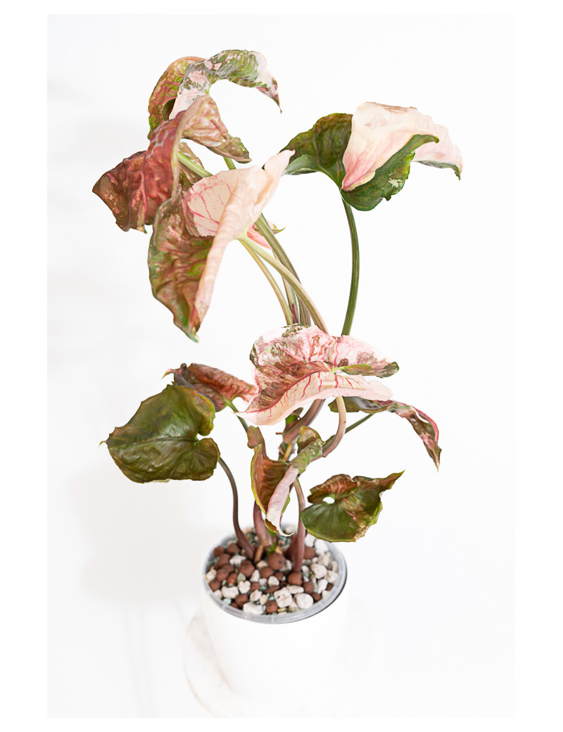 Syngonium strawberry ice galaxy