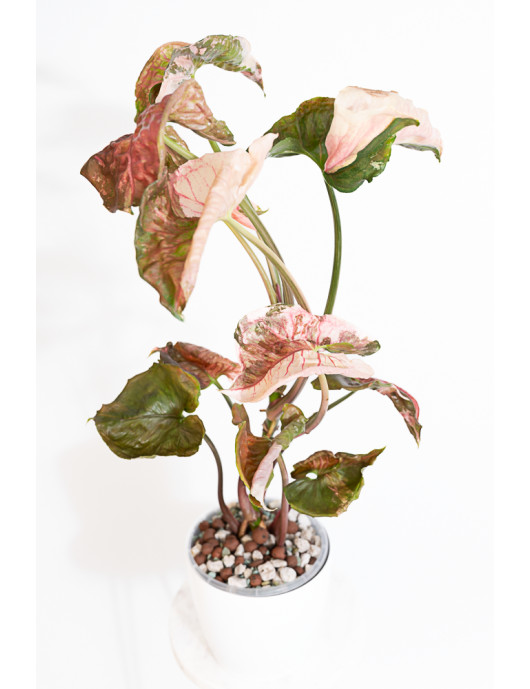 Syngonium strawberry ice galaxy
