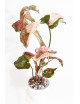 Syngonium strawberry ice galaxy