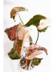Syngonium strawberry ice galaxy