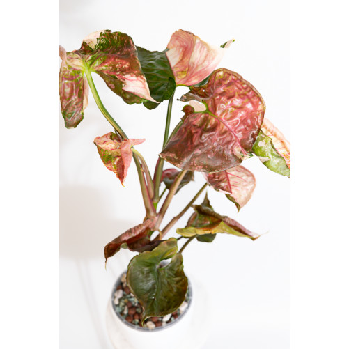 Syngonium strawberry ice galaxy