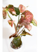 Syngonium strawberry ice galaxy