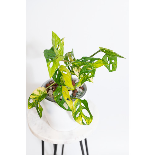 Monstera adansonii aurea