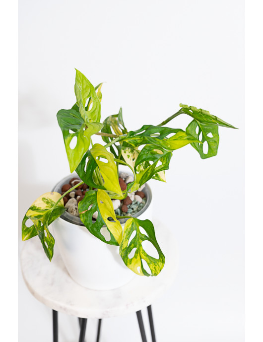 Monstera adansonii aurea