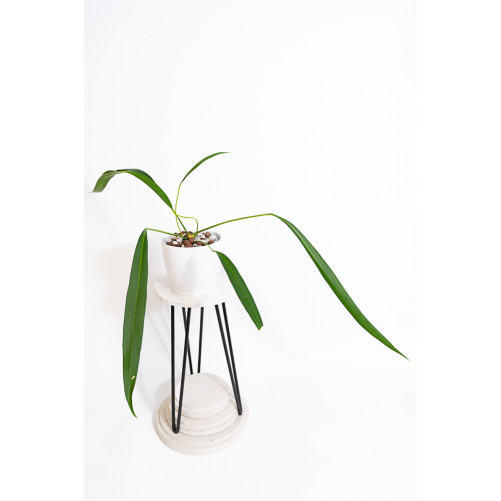 Anthurium pallidiflorum...