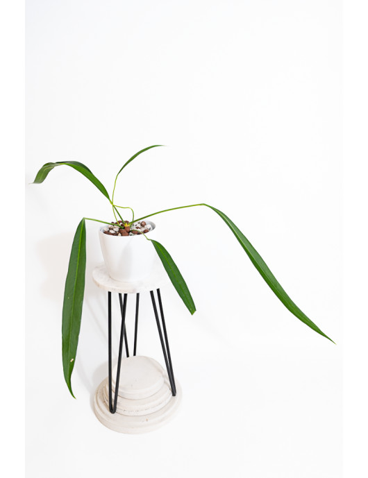 Anthurium pallidiflorum Guazhalan