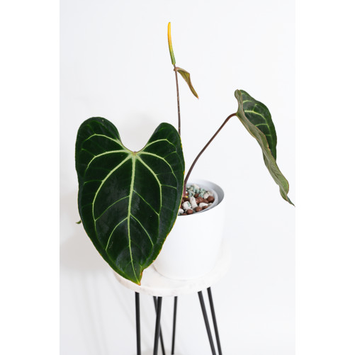 Anthurium besseae aff