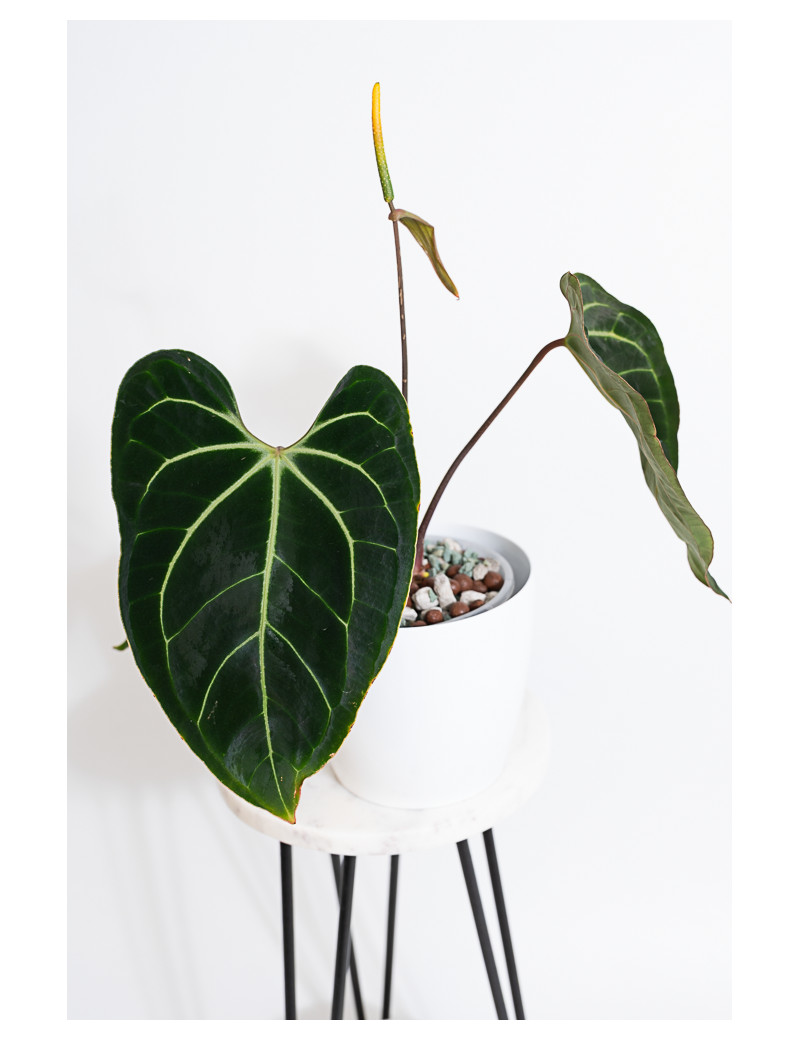 Anthurium besseae aff
