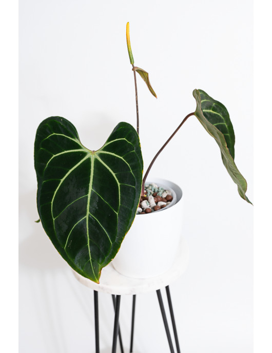 Anthurium besseae aff