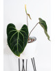 Anthurium besseae aff