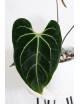 Anthurium besseae aff