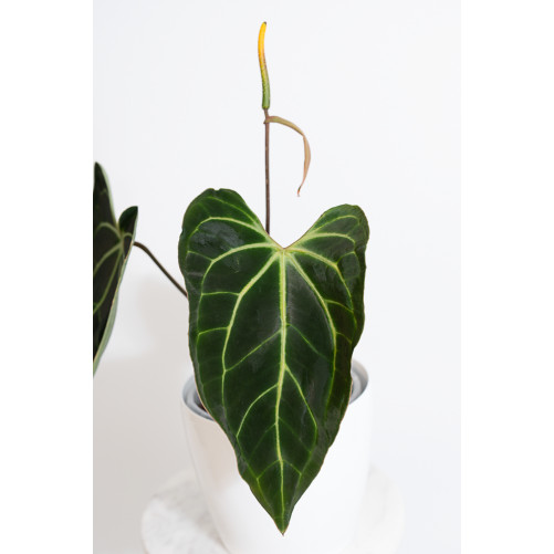 Anthurium besseae aff