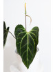 Anthurium besseae aff